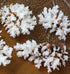 brownstem coral Pocillopora damicornis